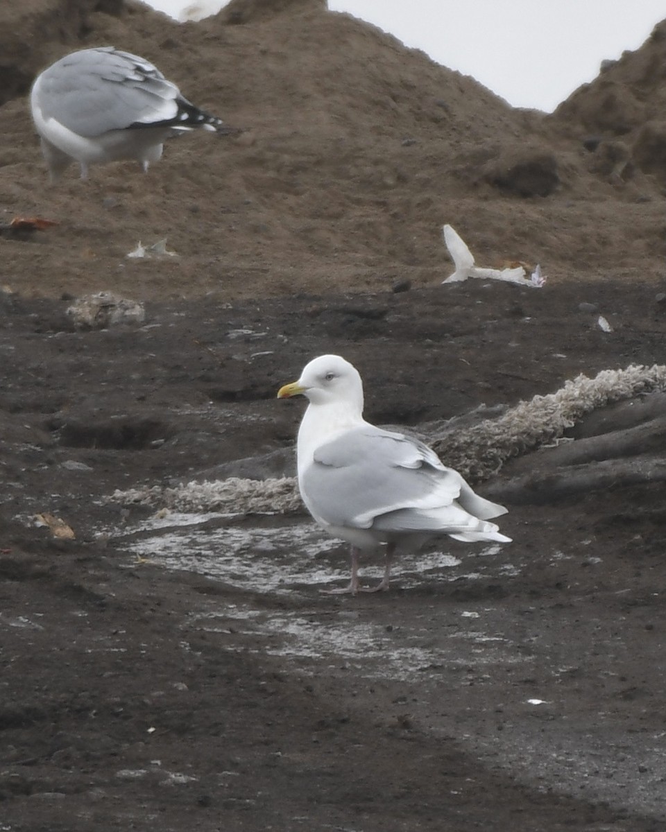 Gaviota Groenlandesa (kumlieni) - ML404097311