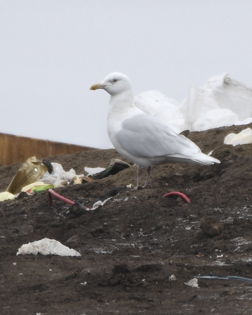 Glaucous Gull - ML404097681