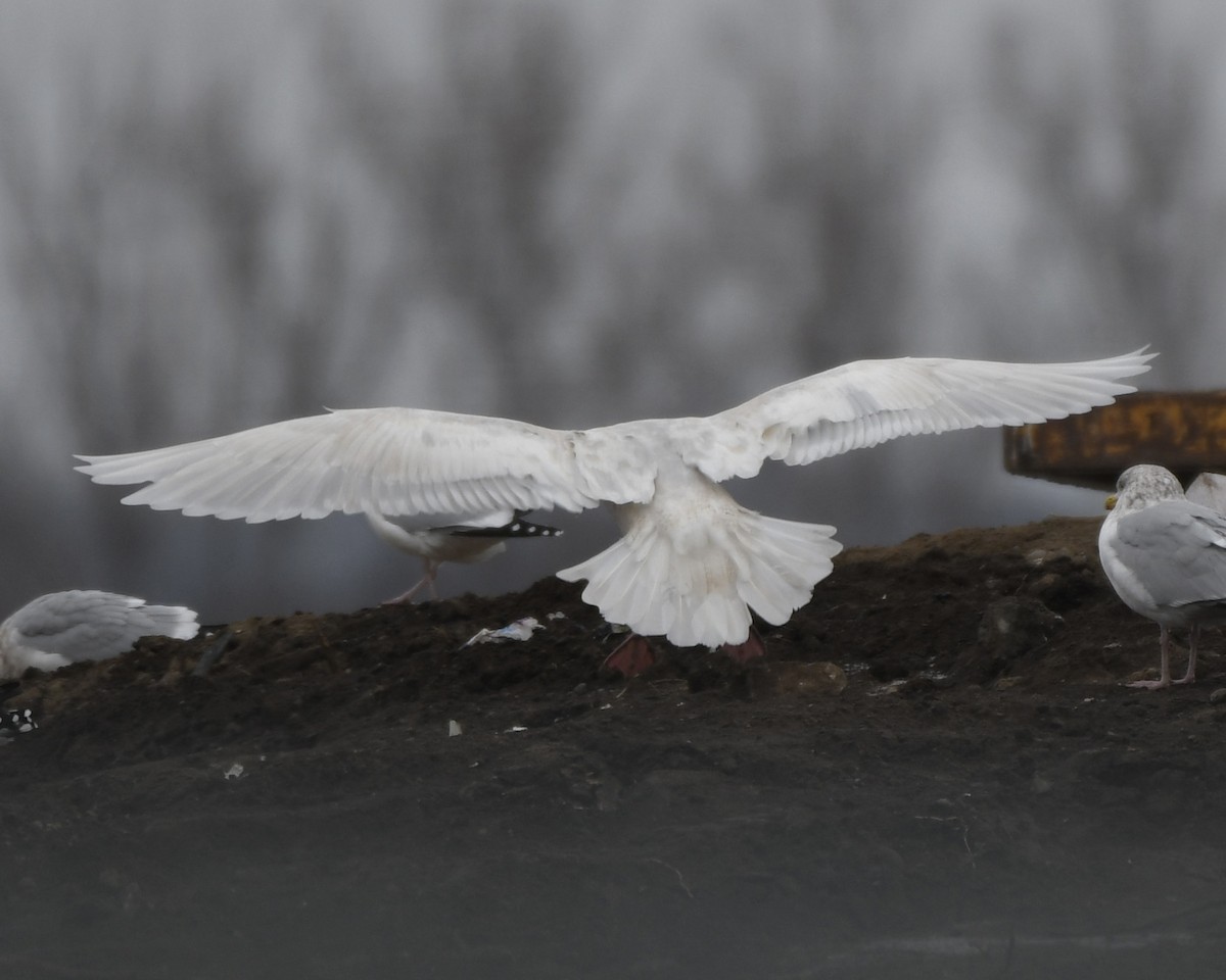 Glaucous Gull - ML404097721