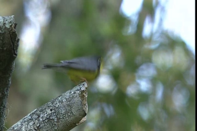 Canada Warbler - ML404098