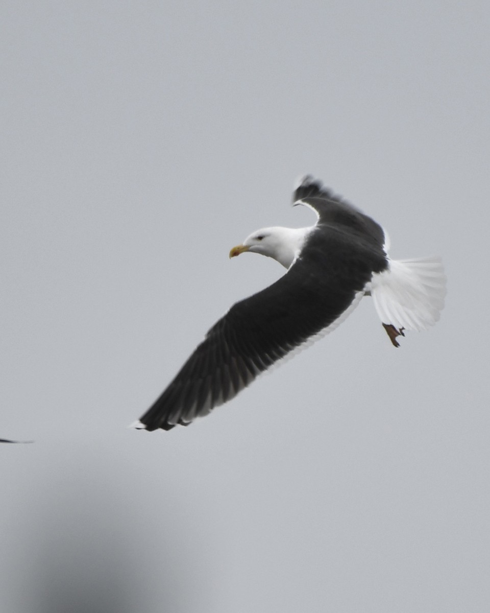 Great Black-backed Gull - ML404098031