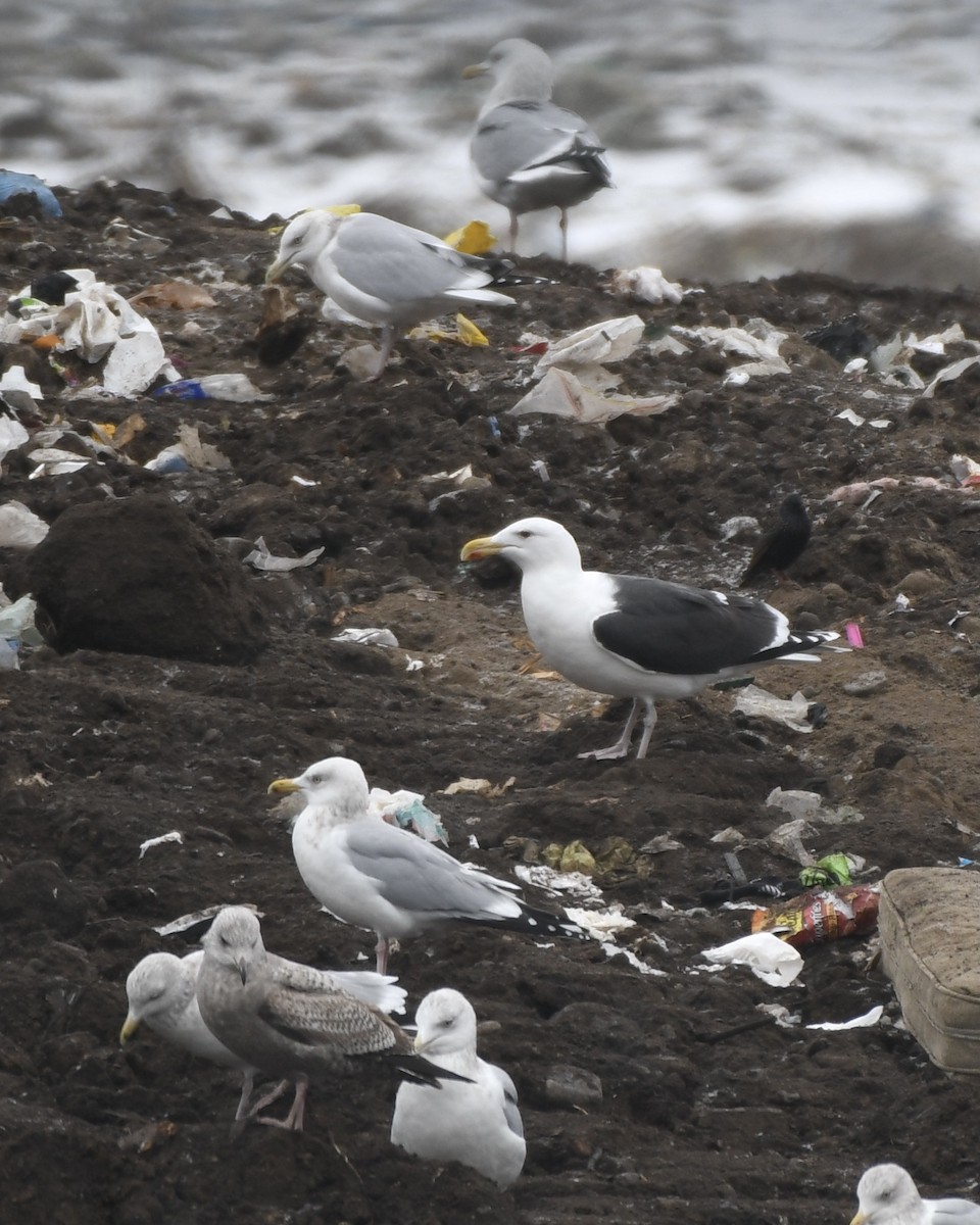 Great Black-backed Gull - ML404098061