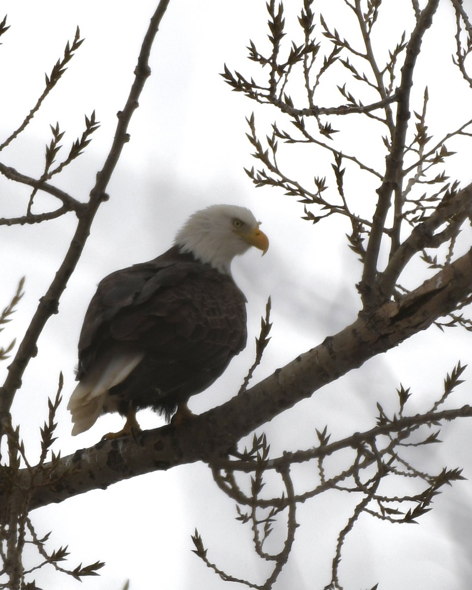 Bald Eagle - ML404098181