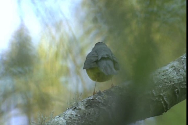 Canada Warbler - ML404099