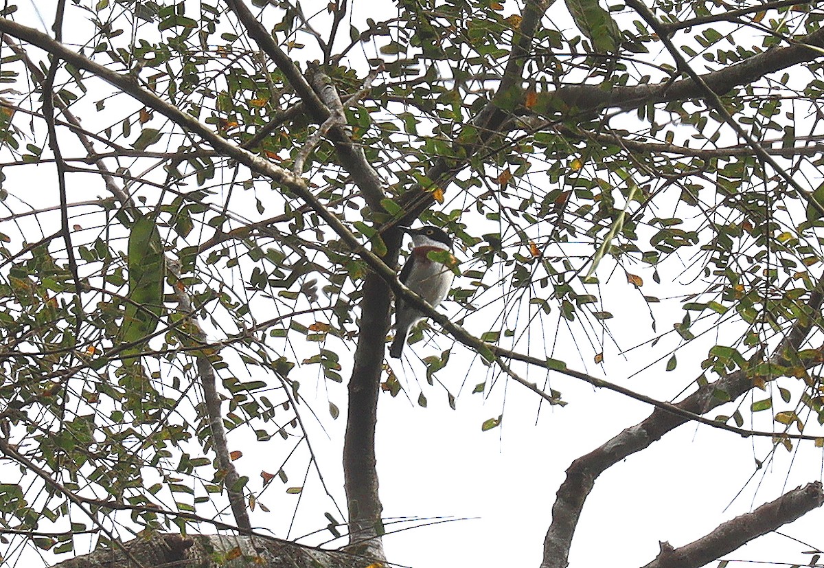 West African Batis - Wayne Paes