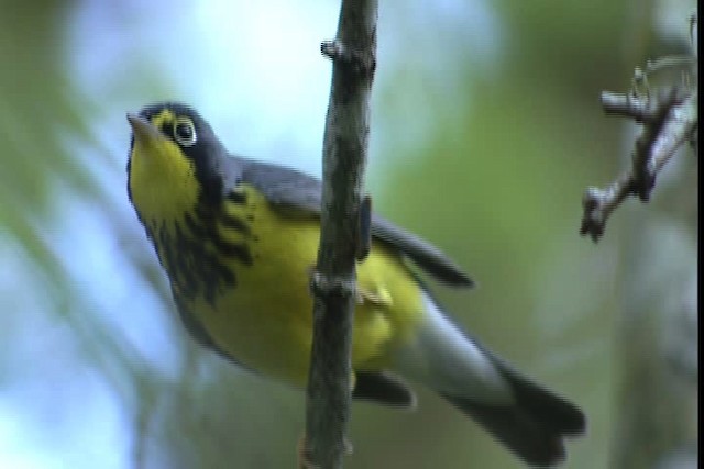 Canada Warbler - ML404100