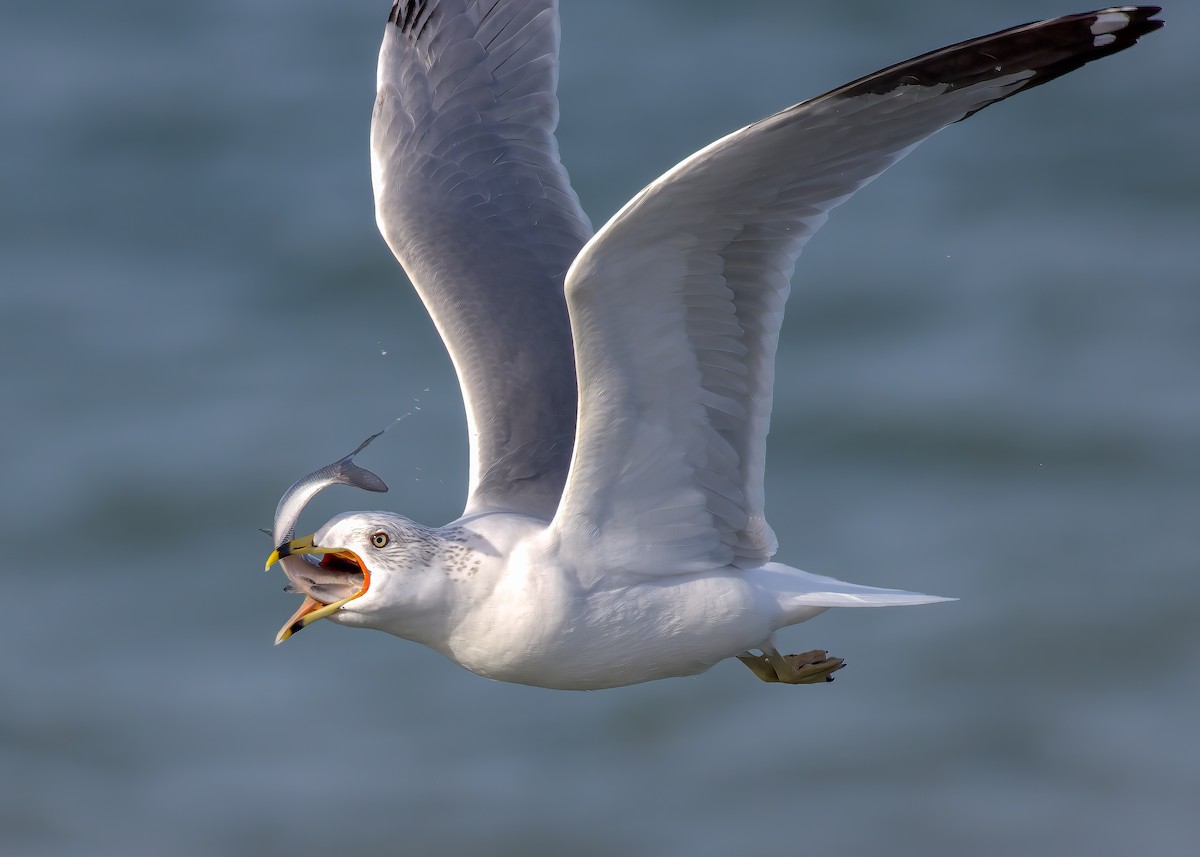 Ring-billed Gull - ML404100261