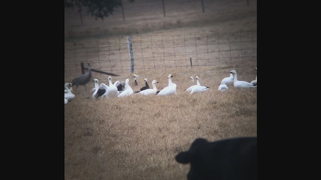 Ross's Goose - ML404102081