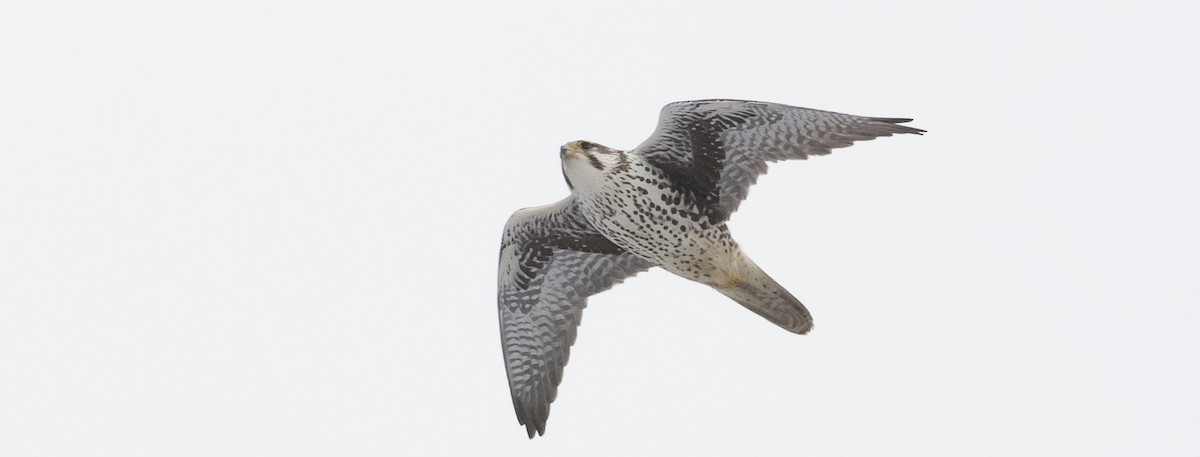 Prairie Falcon - ML404102121