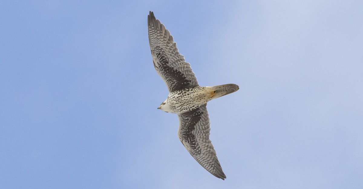 Prairie Falcon - ML404102161