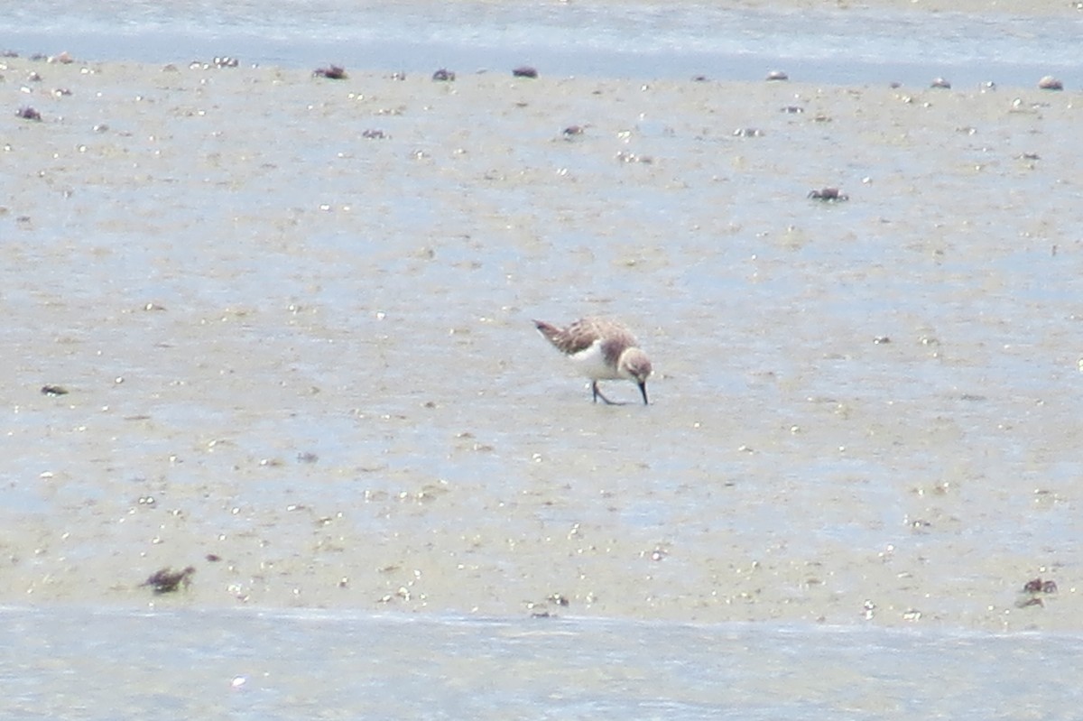 Red-necked Stint - ML40410231