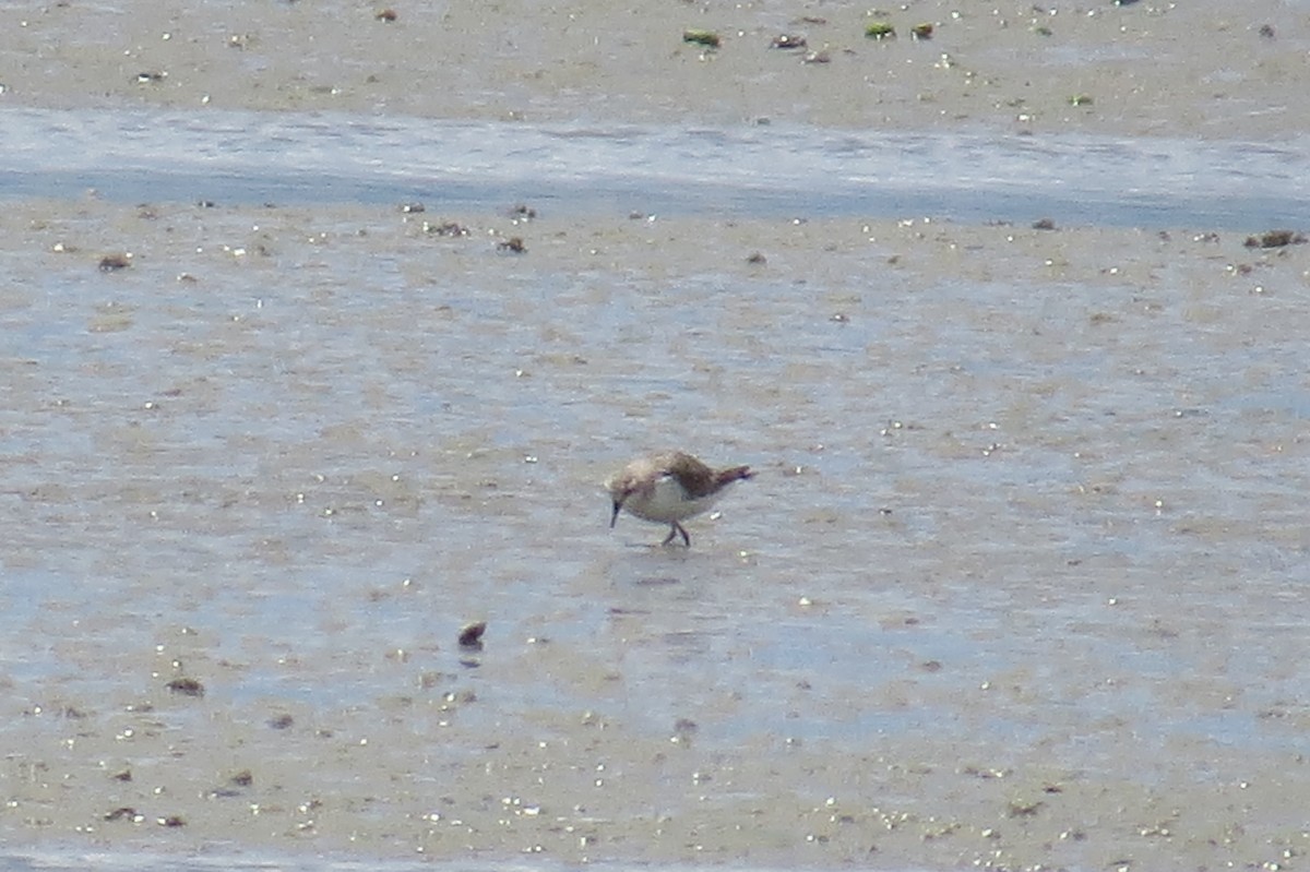 Red-necked Stint - ML40410241