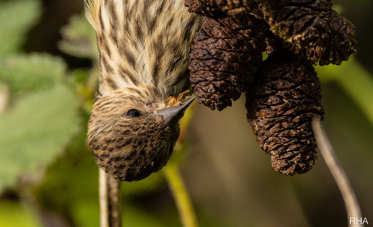 Pine Siskin - Roger Adamson