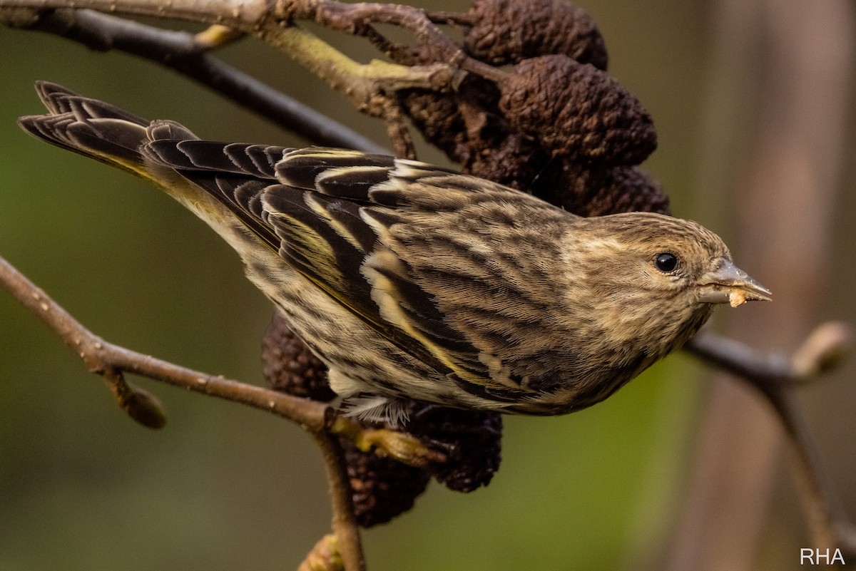 Pine Siskin - ML404102951