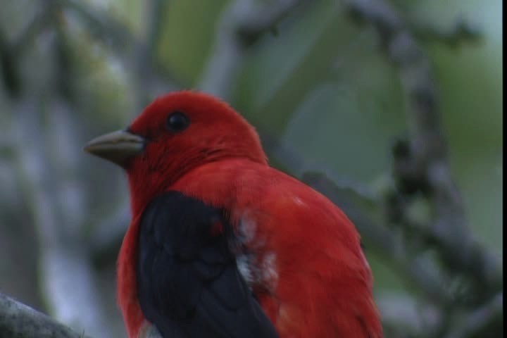 ML404104 - Scarlet Tanager - Macaulay Library
