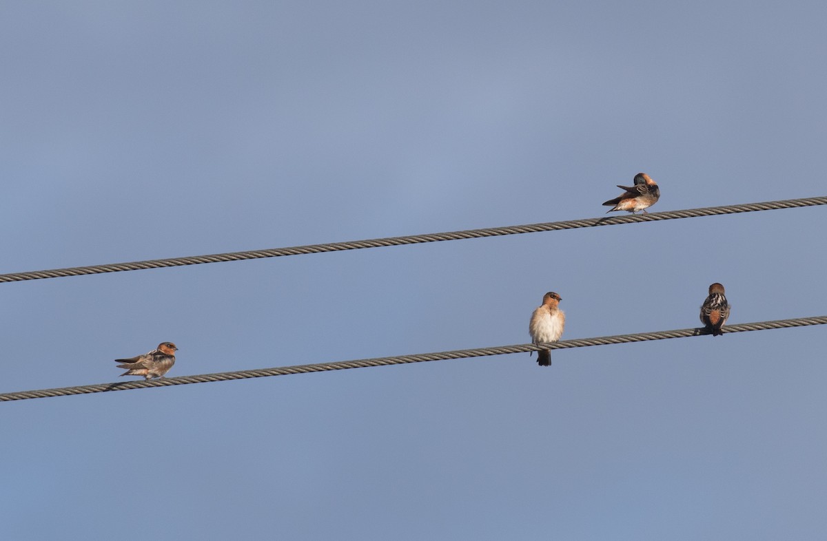 Golondrina Pueblera - ML404104201