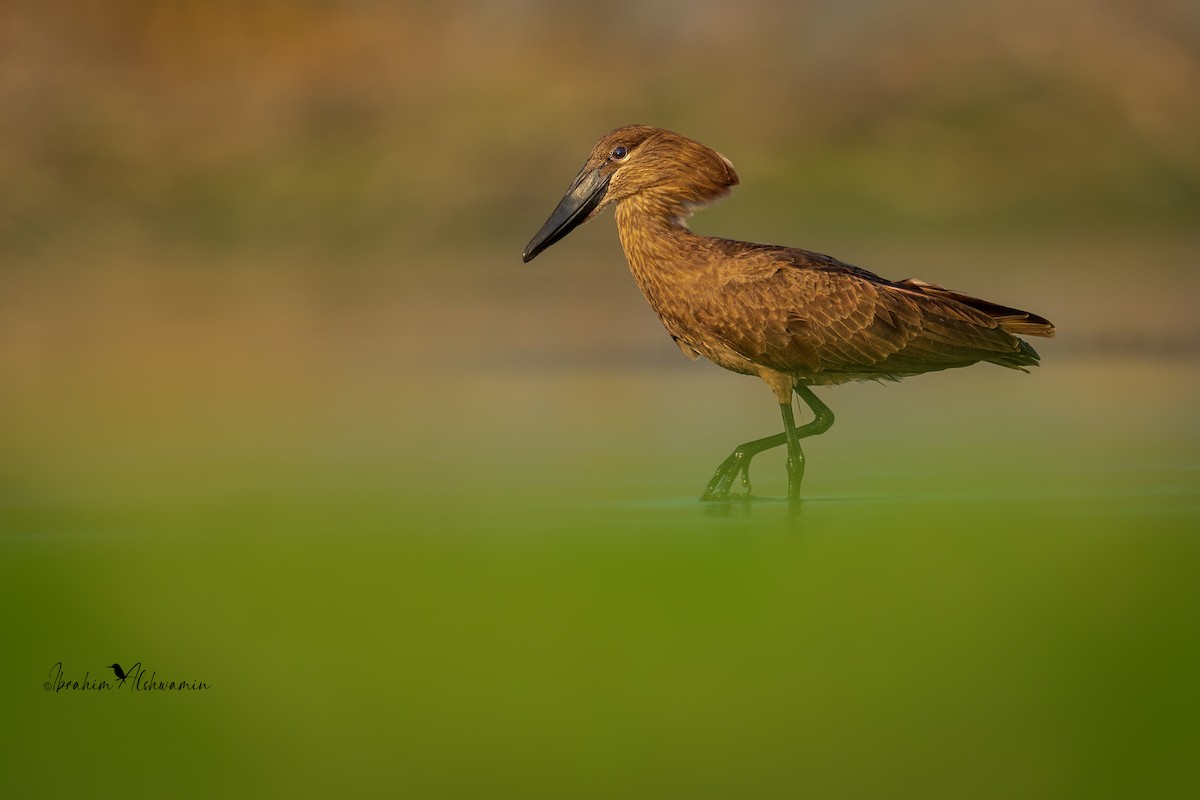 Hamerkop - Ibrahim Alshwamin