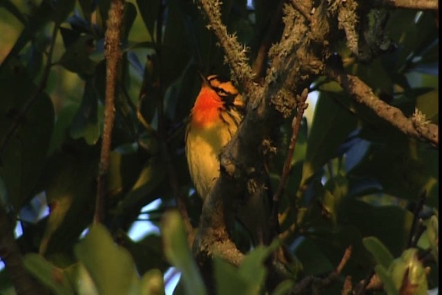 Blackburnian Warbler - ML404107