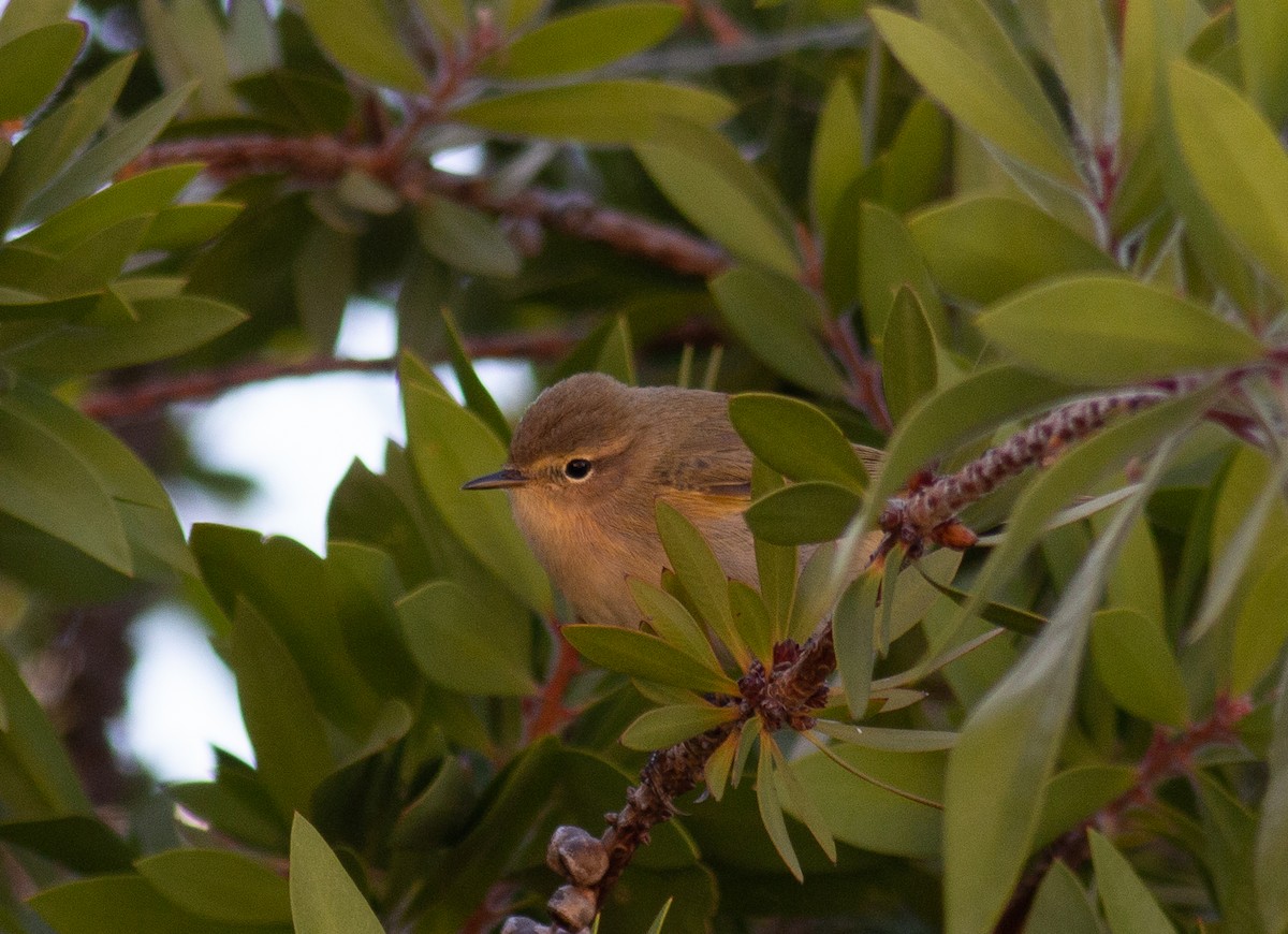 Iberian Chiffchaff - ML404107661