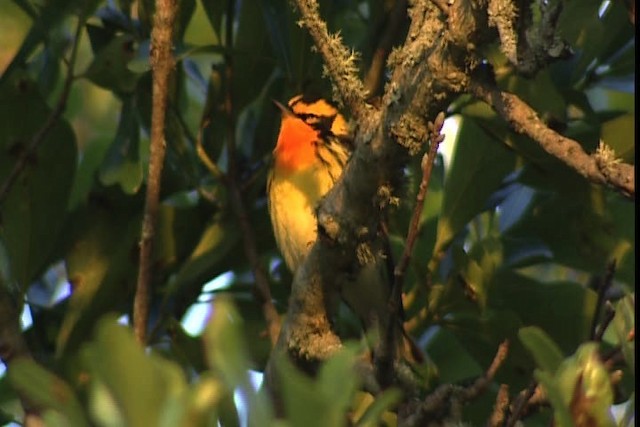 Blackburnian Warbler - ML404108