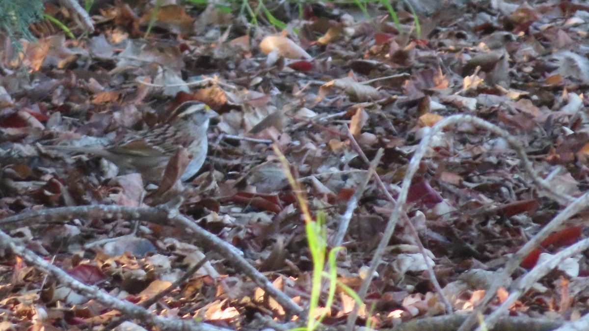 White-throated Sparrow - ML404109061