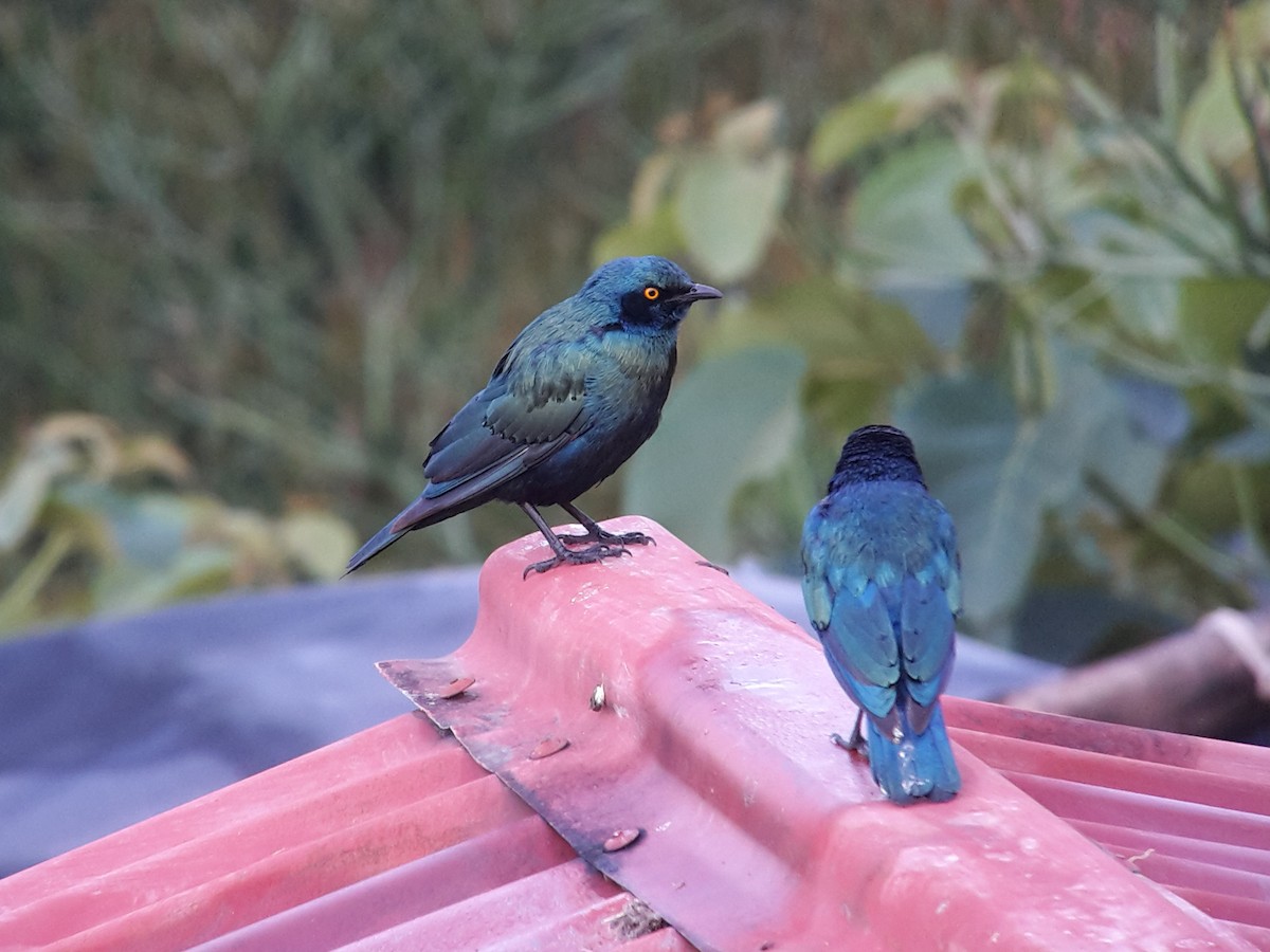 Greater Blue-eared Starling - ML404109641
