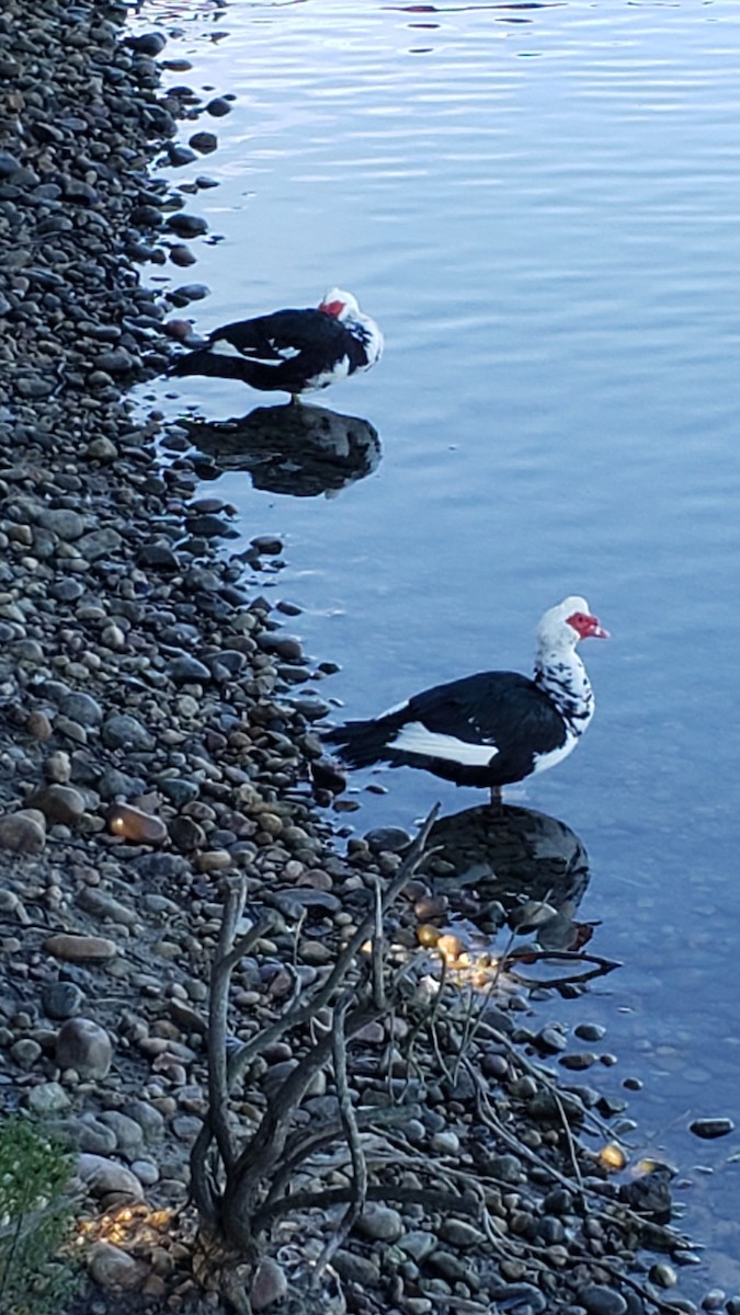 Muscovy Duck (Domestic type) - ML404110111