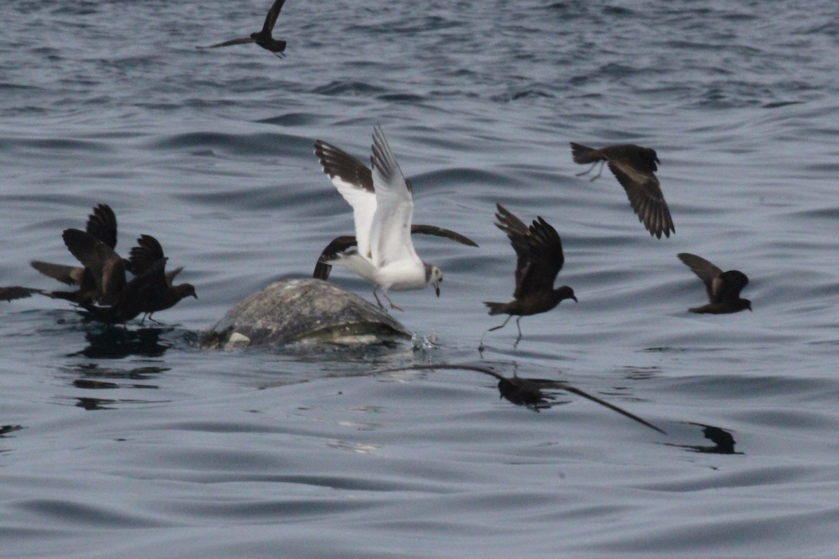 Least Storm-Petrel - ML40411041