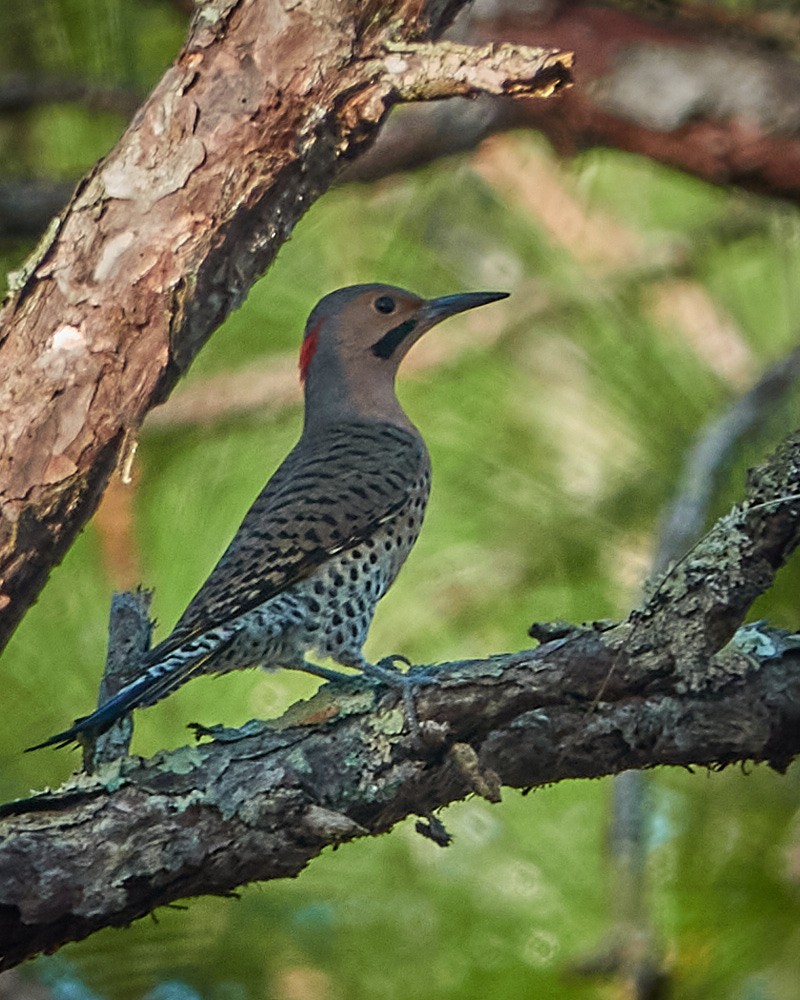 Northern Flicker - ML404110631