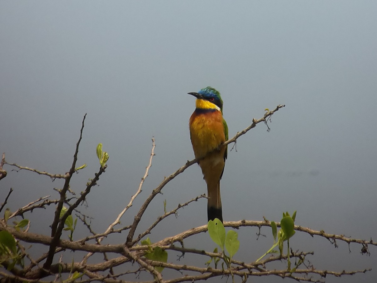 Ethiopian Bee-eater - ML404111021