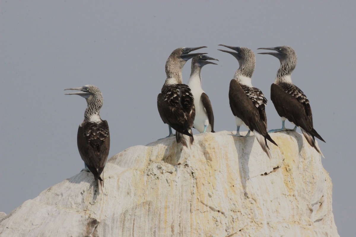 Blue-footed Booby - ML40411221