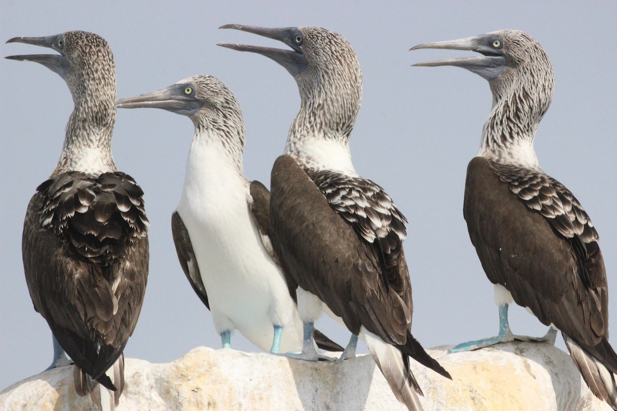 Blue-footed Booby - ML40411251