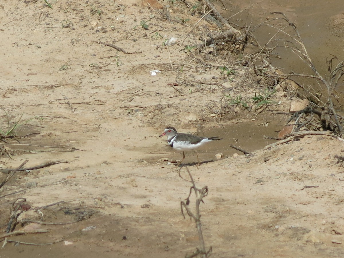 Three-banded Plover - ML404112771