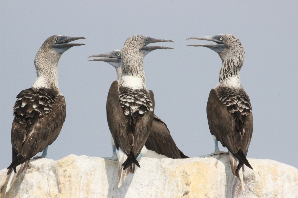 Blue-footed Booby - ML40411281