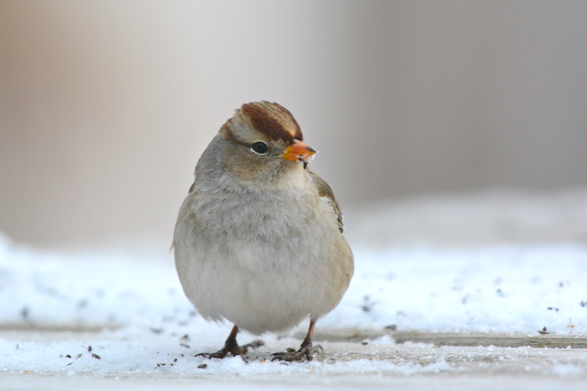 White-crowned Sparrow - ML404113061