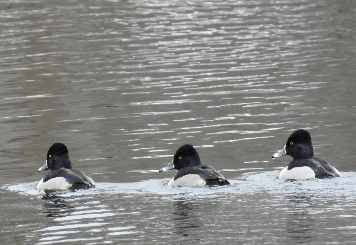 Ring-necked Duck - ML404113221