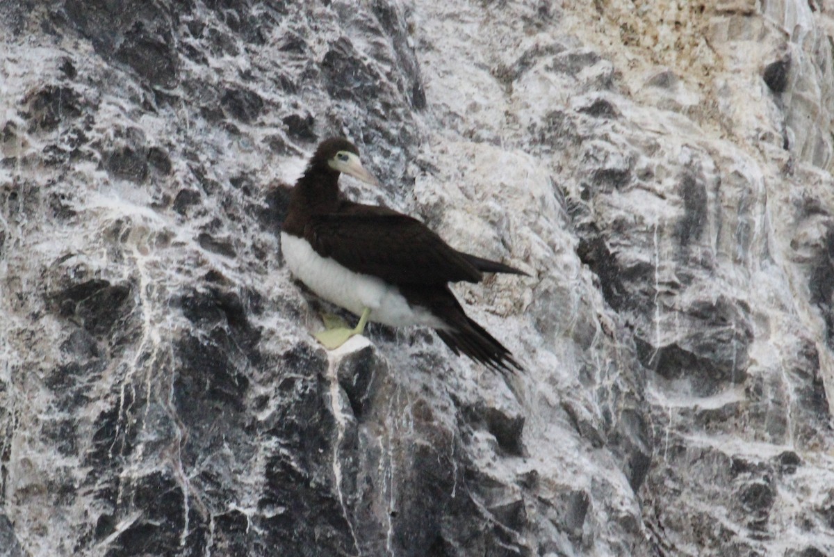 Brown Booby - ML40411361