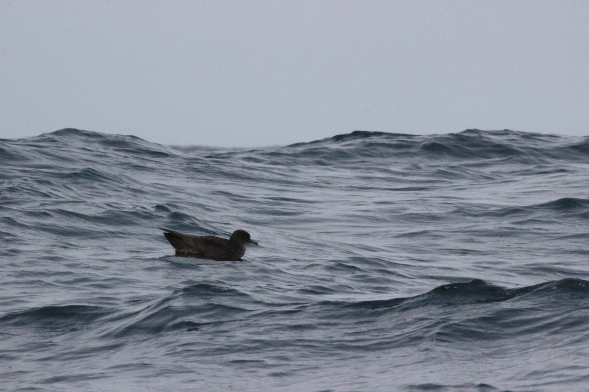 Sooty Shearwater - ML40411501