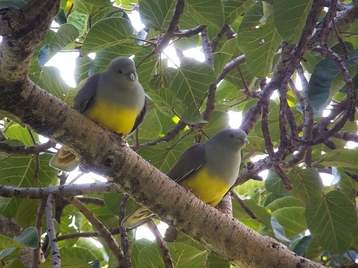 Bruce's Green-Pigeon - ML404115281