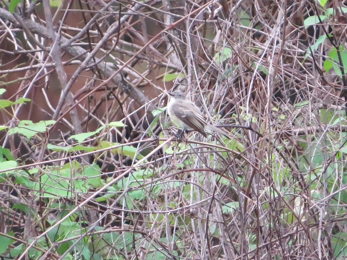 Eastern Wood-Pewee - ML404116551