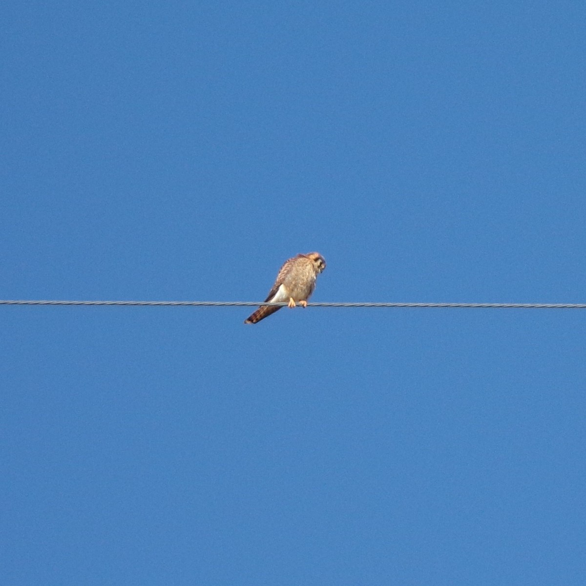 American Kestrel - ML404116781