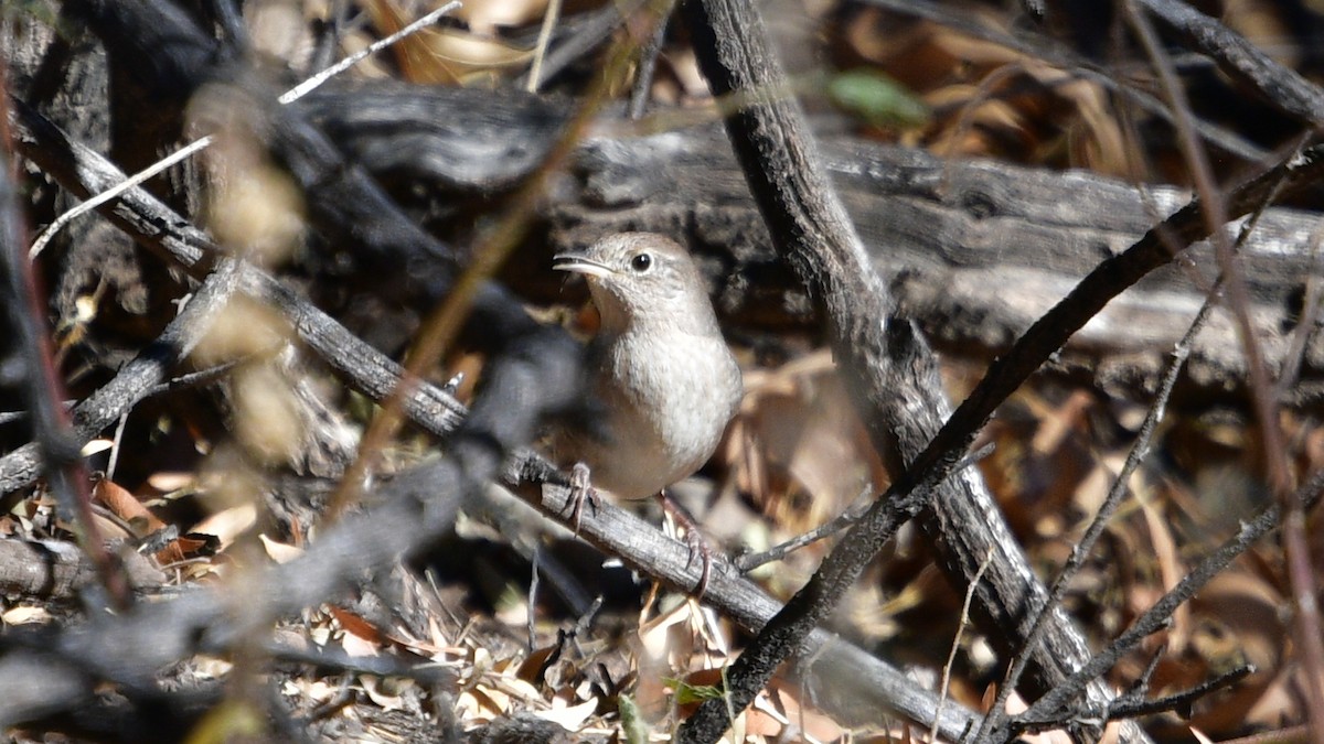 House Wren - ML404116881