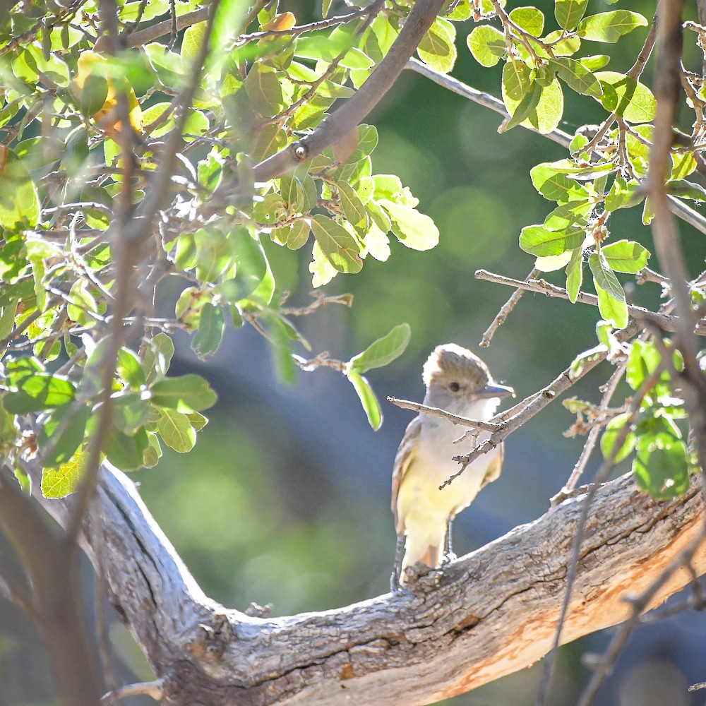 Dusky-capped Flycatcher - ML404117241