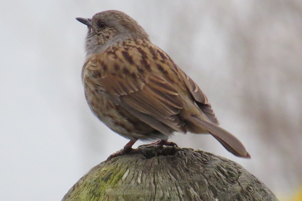 Dunnock - ML40411741