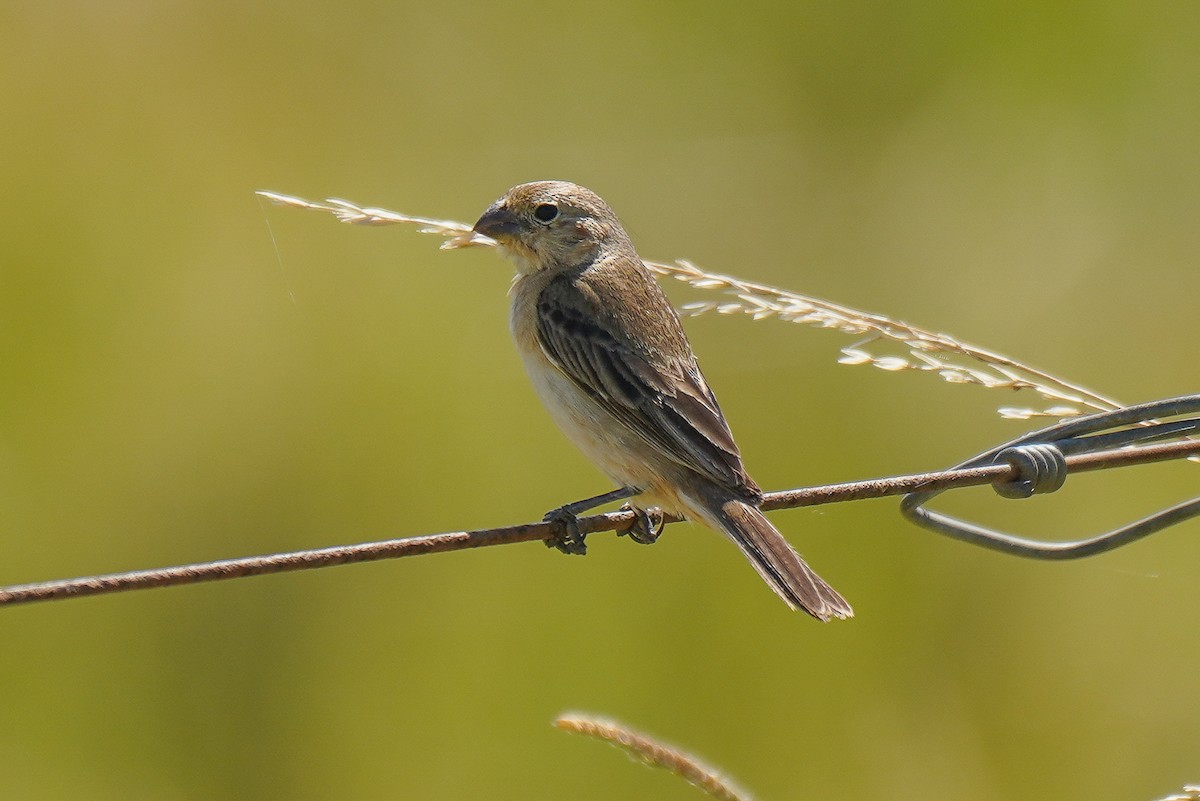 Dark-throated Seedeater - ML404118521