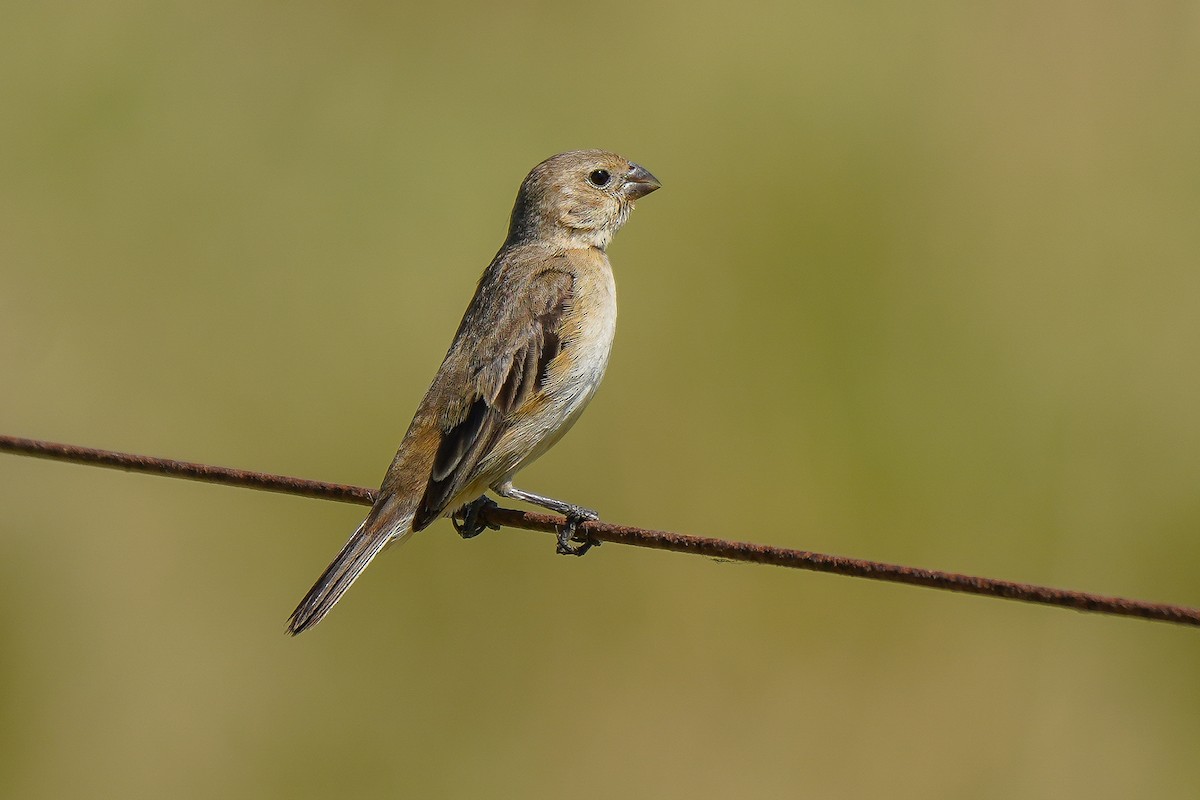 Dark-throated Seedeater - ML404118531