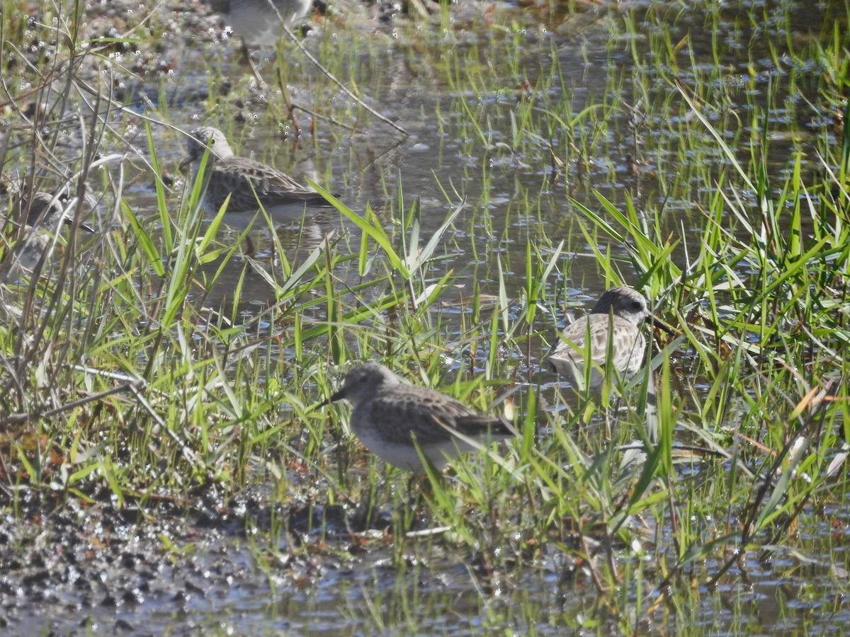 Least Sandpiper - Wendy Meehan