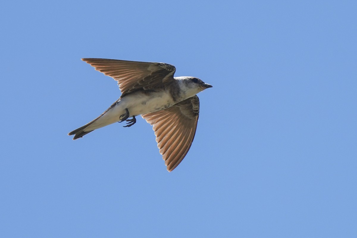 Brown-chested Martin - ML404119791