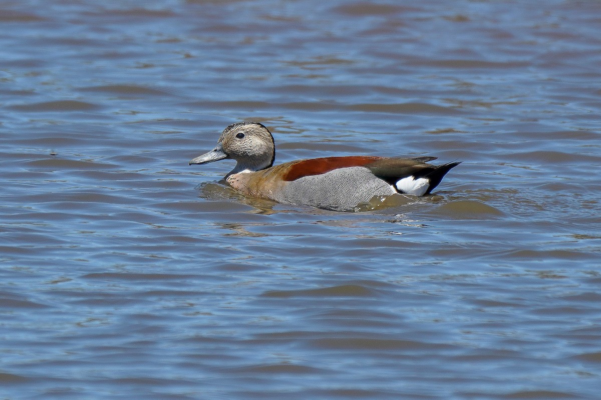 Ringed Teal - ML404120111