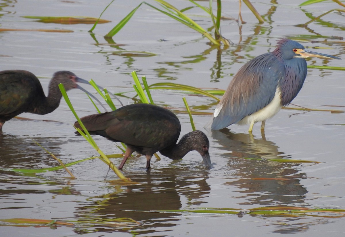 White-faced Ibis - ML404120201